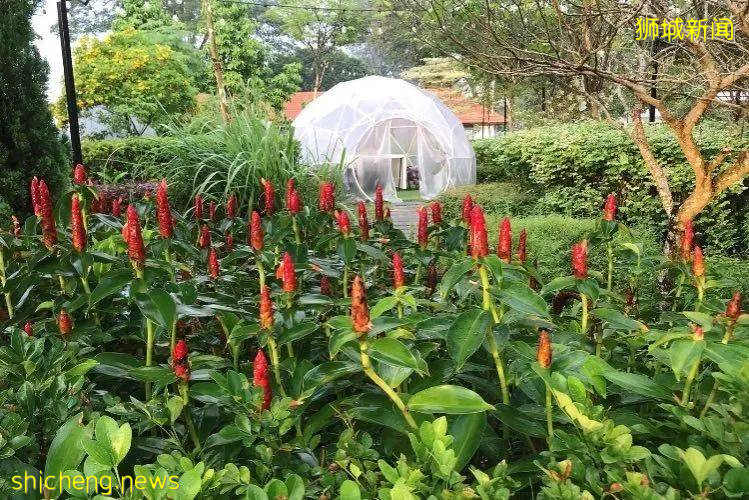 不能出国，坡里这些美食美景让你假装在国外