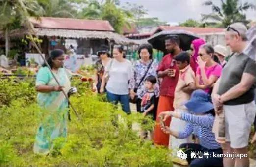 新加坡也过“丰收节”,地道印度族风情就近体验指南