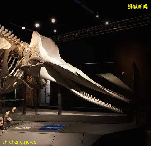 新加坡國慶節折扣來啦!旅行景點折扣和餐飲代金券總有一款適合你