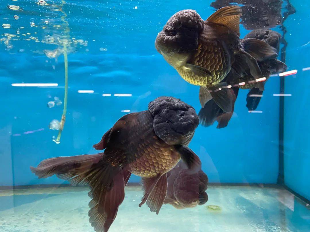 餵羊、擠奶、了解青蛙生長過程,新加坡的農場這麽牛