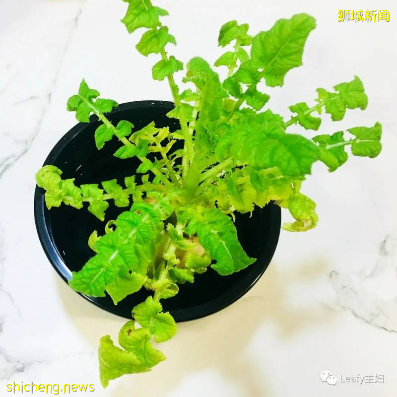 种菜很难吗?不要浪费新加坡政府发的两袋种子