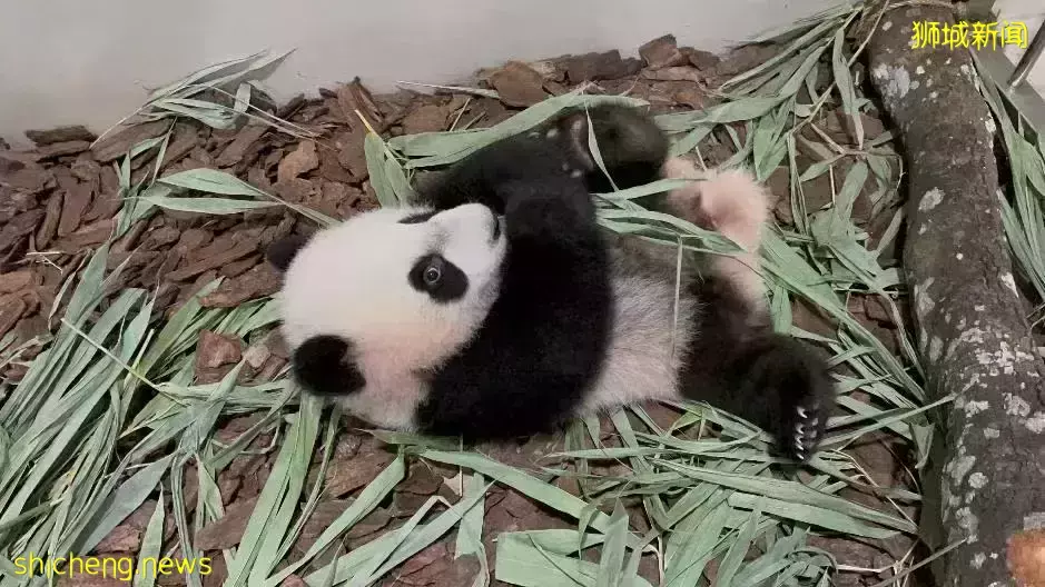 为看一眼新加坡出生的小熊猫,他们排队几小时
