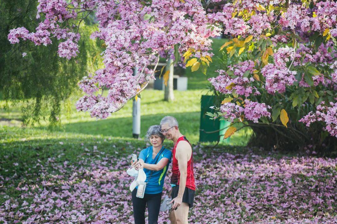 新加坡這些“櫻花公園”火了！$2起限定美食，別讓粉色季節白白溜走啦