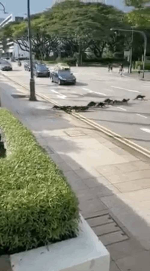 上周末!新加坡鳄鱼生吞大蜥蜴,水獭横穿乌节路