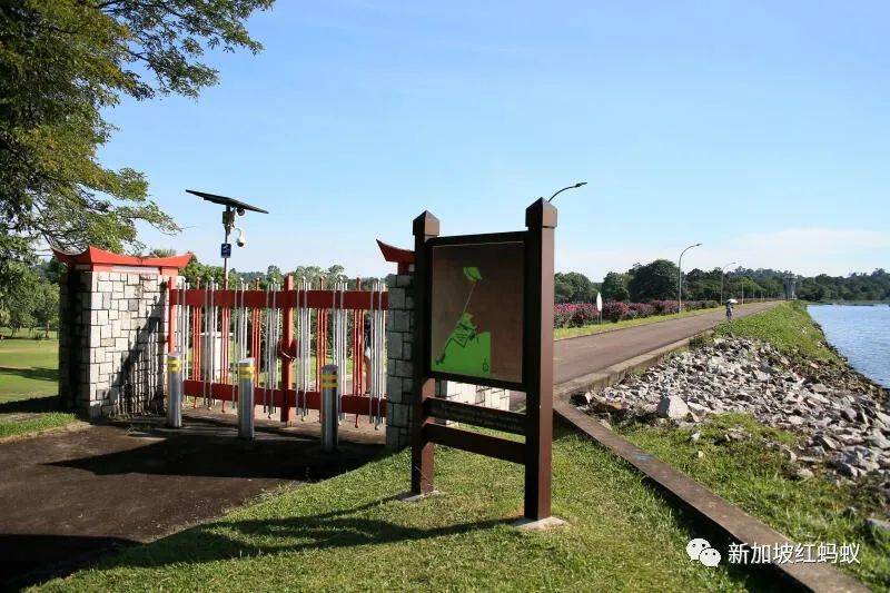 称担心蚂蚁会伤害穿山甲 新加坡男子将它运往别处放生被罚5000新元