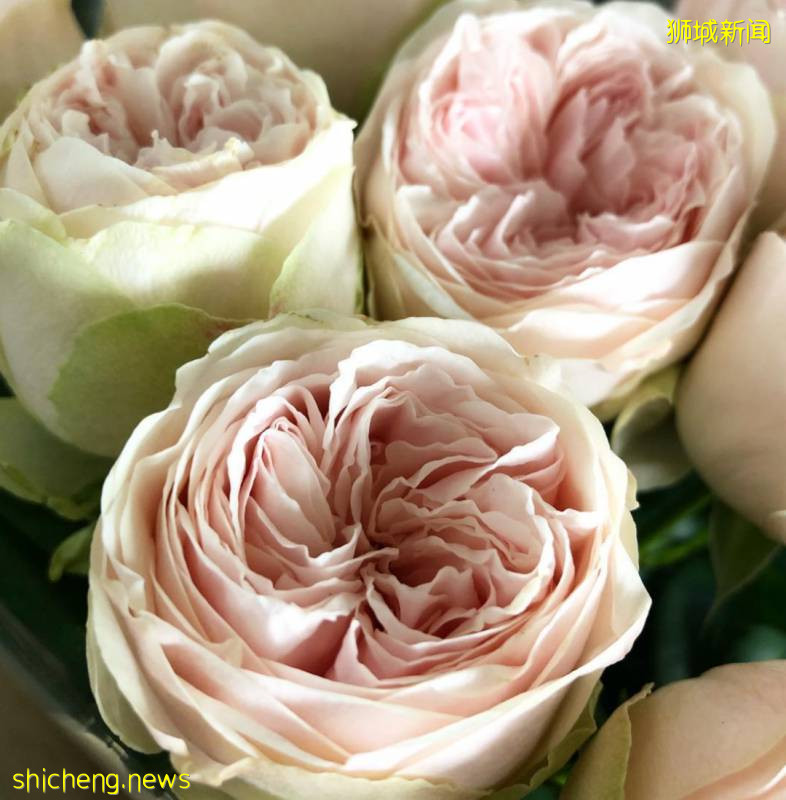 除了超市，原來新加坡還能在這些地方買到鮮花