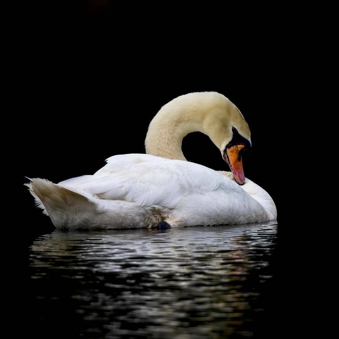 全新探索攻略💐“Botanic Garden”還可以這樣玩!唯美天鵝湖、奇妙曆險公園,解鎖新視野