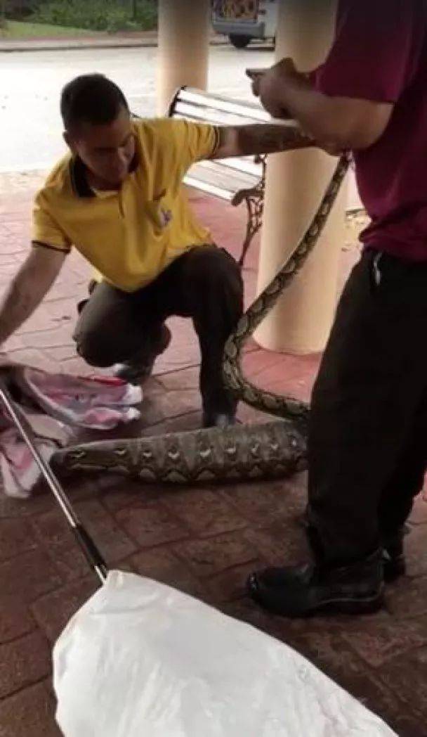 新加坡這家人後院進巨蟒，一口吞下寵物狗！主人驚呆了