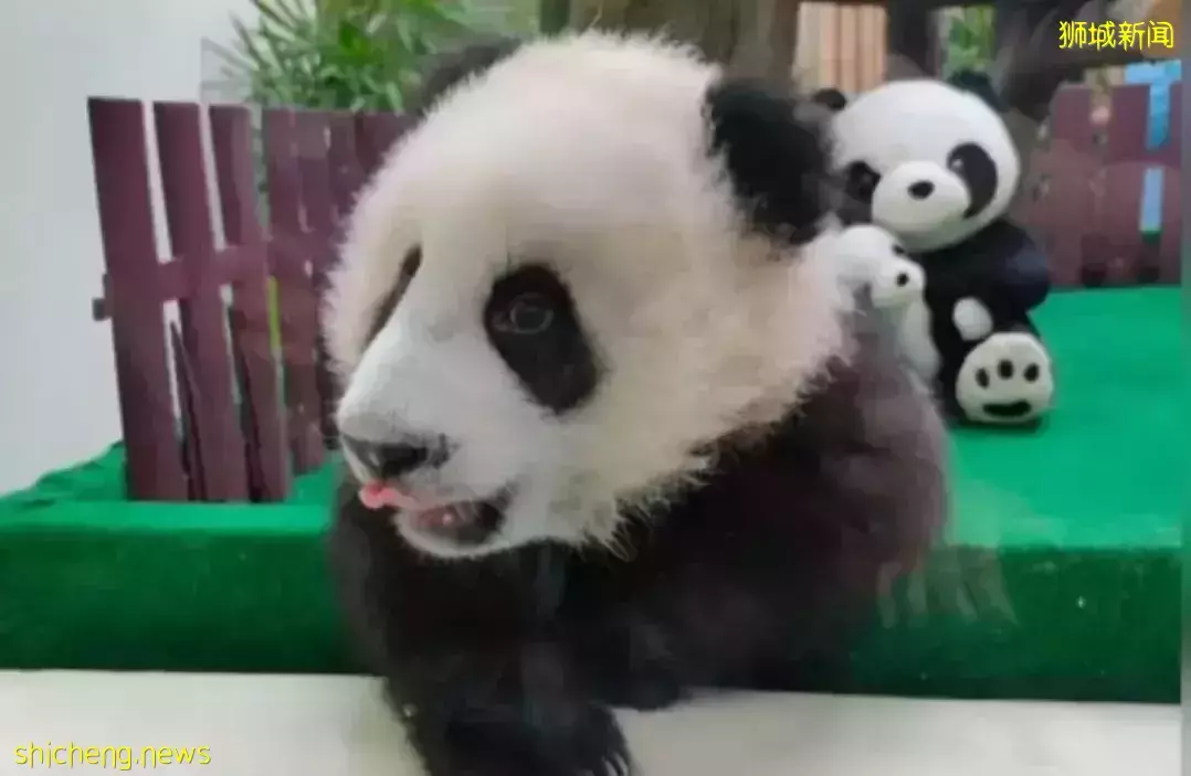 梵星、圓寶、小奇迹，海外“移民二代”熊貓叫什麽