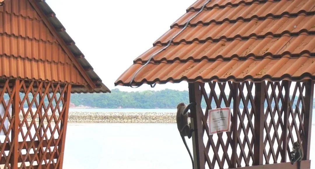 新加坡境內絕美海島探秘來了