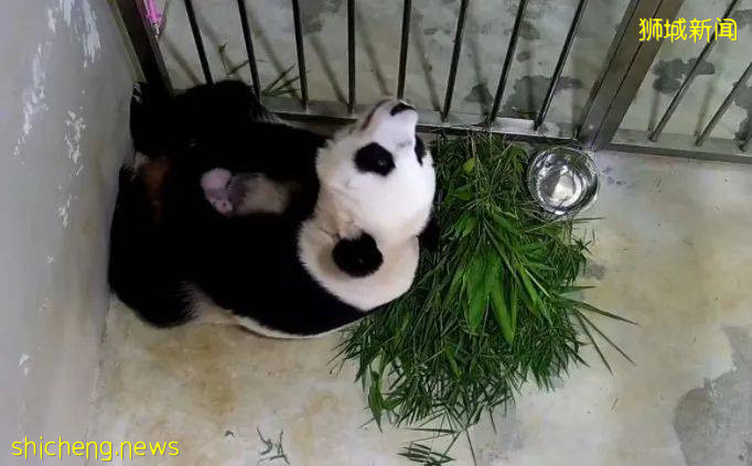 快来看大熊猫啦，即日起公众可在线上观看大熊猫