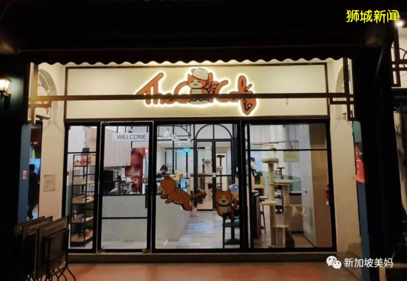 在新加坡宅了3個月,來雲吸貓吧