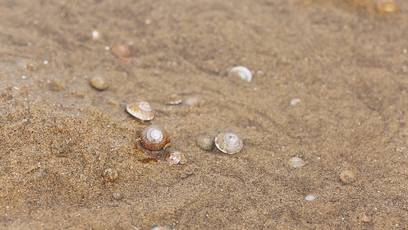 新加坡趕海全攻略!寄居蟹、花蟹、龍蝦、蛤蜊、海星、海參...我挖到寶藏啦