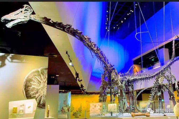 恐龍化石、抹香鯨骨架、初代巨星阿明……100W+動植物標本竟然藏在新加坡這個地方