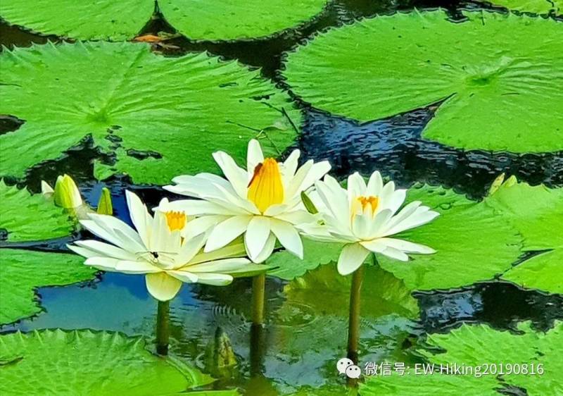 卡迪至山景(丛林探索之旅)