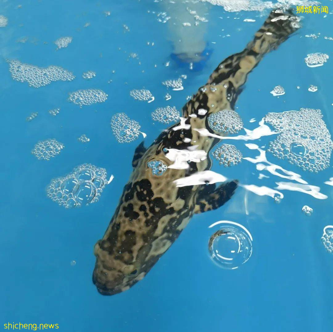 新加坡再次解封後，這家中國超市火了！80多種海鮮$2起！小龍蝦辣條包點東北大米扛回家