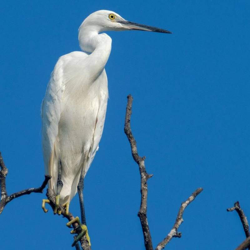 Sungei Buloh濕地保護區🌳 走進濕地，聆聽大自然的聲音🍃 徒步路線攻略、特點介紹、必踩打卡點