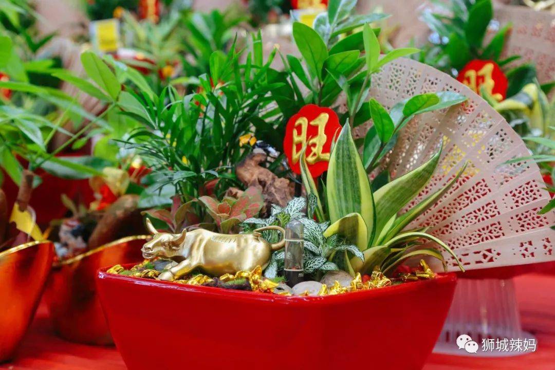 新加坡最大最好逛的花市,1000+花卉,新年必入好运连连