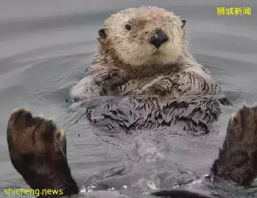 新加坡野鸡泛滥成灾!政府成立工作小组