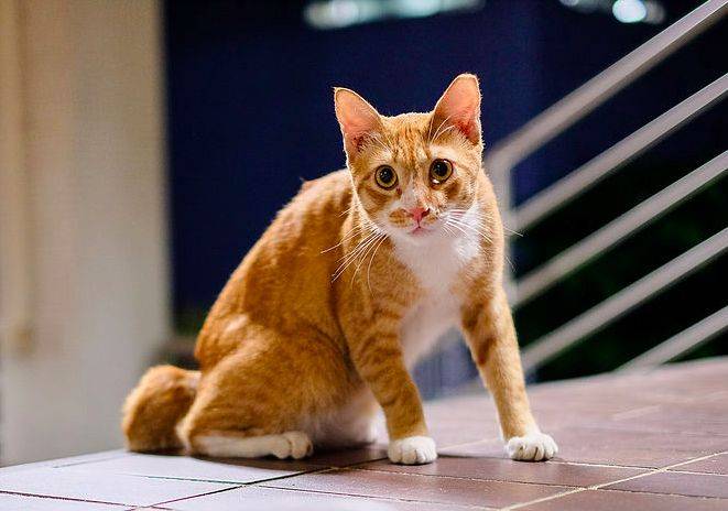 小坡島留學 NUS 校園撸貓攻略