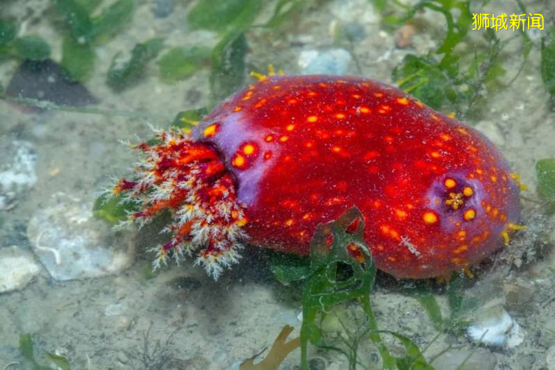 收藏好退潮时间,去樟宜海滩寻找多彩的海星和海参