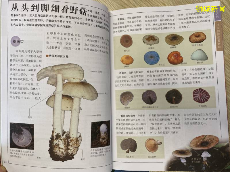 新加坡大雨一直下,媽媽這個是啥蘑菇?能吃嗎?額