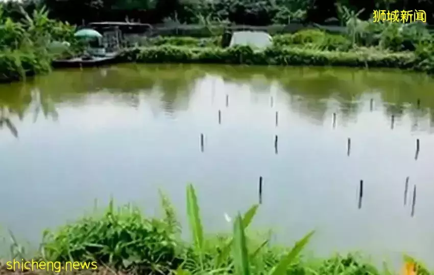 新加坡居然也有小龍蝦養殖場？還享受“總統套房”
