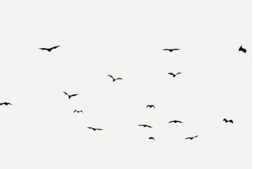 新加坡人力部長“求助”組屋區有蝙蝠巢穴,咋整