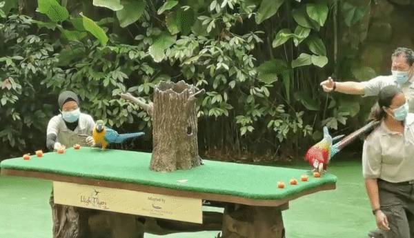 免費送票!帶倆娃嗨翻亞洲最大飛禽園,400多種5000多只鳥,一路驚喜不斷