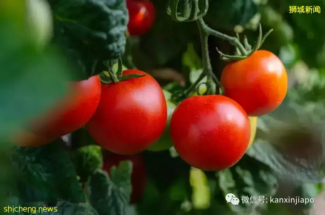 新加坡现在能吃到千里之外的番茄之王了,还免国际运费
