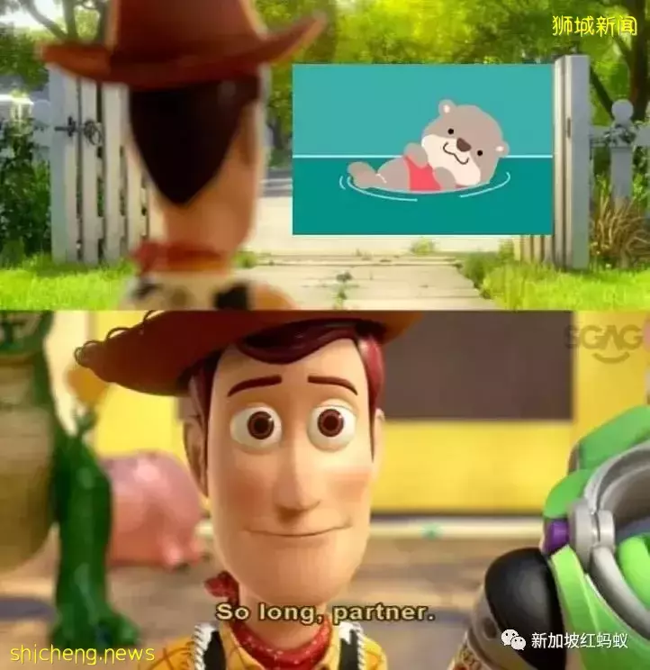 网民不舍“合力追踪”应用的小水獭　当初这只水獭是怎么来的