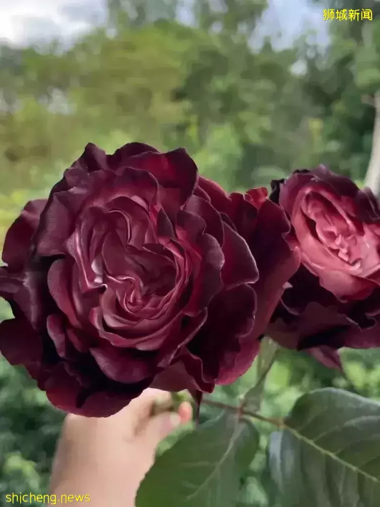 鮮花在熱帶也能養1個月？資深花友新加坡買花、養護大揭秘