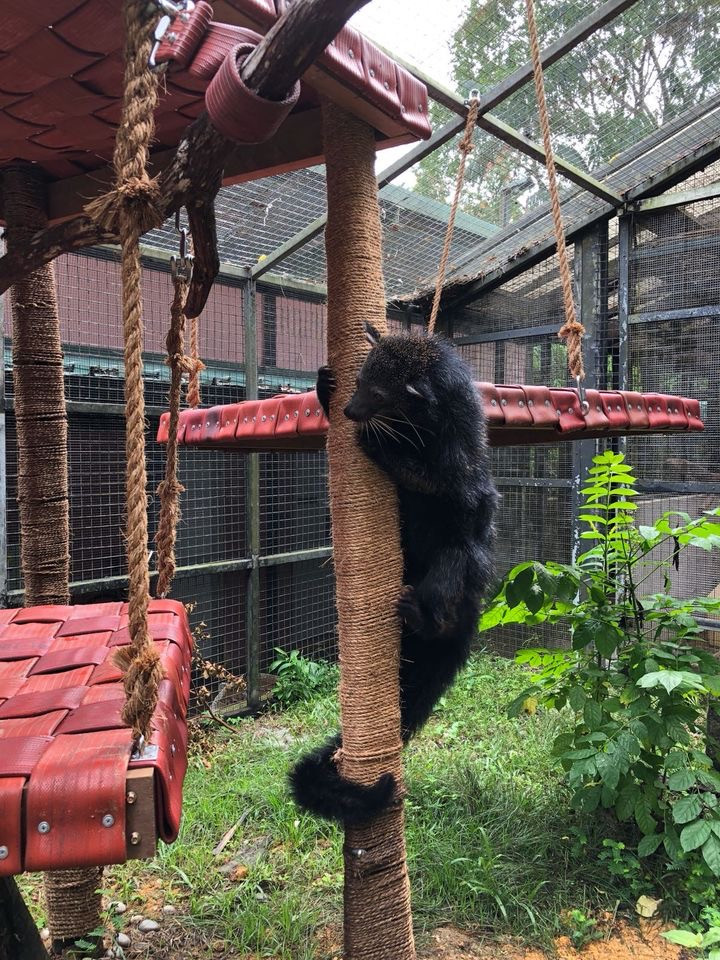 環保又實用！民防部隊贈舊消防水帶給動物園 被制成坐墊和玩具