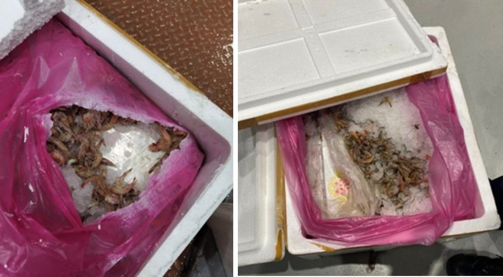 企图走私大量香烟藏海鲜盒内入境 马国罗厘遭截查