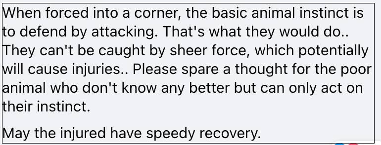榜鵝連續傷人的野豬剛被抓!蜥蜴又吞蛇了