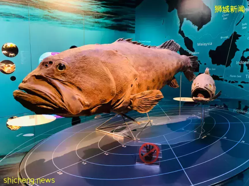 在新加坡，你見過熱戀中的水獺嗎