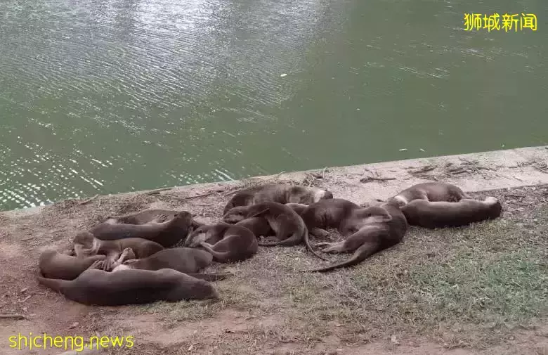 在新加坡，你見過熱戀中的水獺嗎