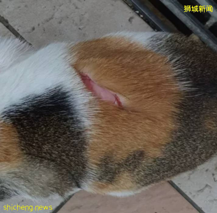 新加坡狂徒虐猫十余起，网友绘制“砍猫地图”全城“通缉”