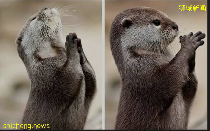 好暖心!新加坡“水獺尋親記”走紅,“這是幫黑勢力內定接班人”