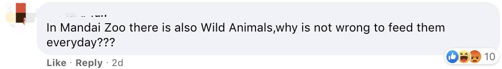 四人在新加坡餵野豬犯法,共被罰1萬新幣!這些罰款規定太多人踩雷