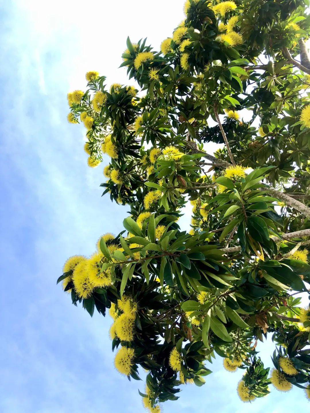 国家公园局发布高清美图!坡岛的春天终于来了!新加坡版樱花你见过没