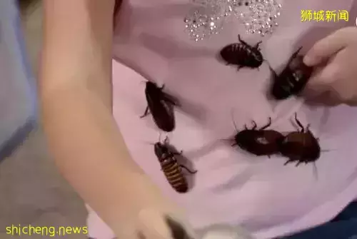 “在新加坡组屋走廊喷了两下杀虫剂,我发现百余只蟑螂尸体!”