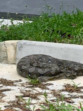 躲在泊车场等消化 蟒蛇吞小猫遭擒