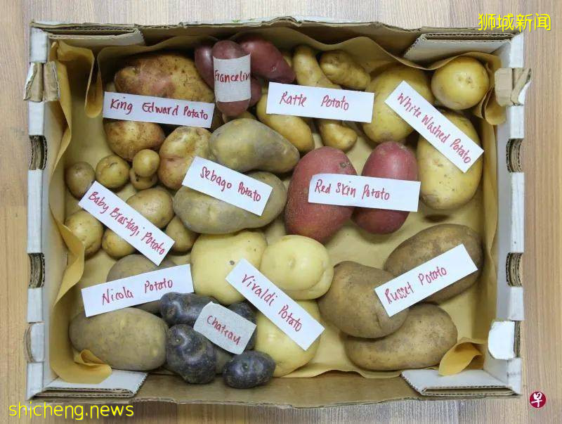 馬鈴薯種類大全!發芽的馬鈴薯真的有毒嗎