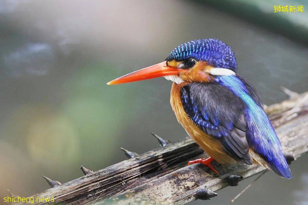 周末帶娃去徒步!10米高木塔、農場、木棧道,湖天一色好美