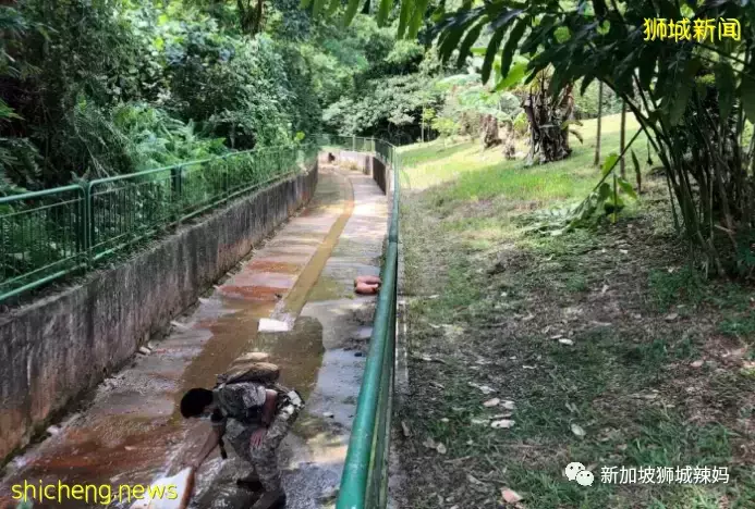 掌掴、捆綁、開水燙……新加坡虐童案達10年新高，這些惡魔都是誰