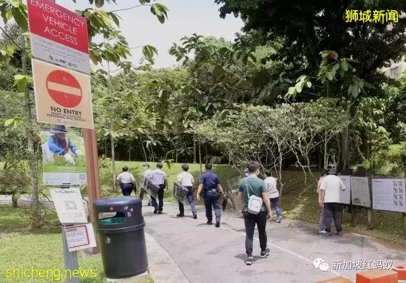 新加坡綠化太成功也很讓人苦惱　野生動物招搖過市越來越普遍