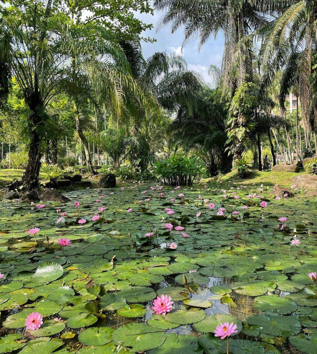 打卡新发现👉碧山宏茂桥公园📍自然景观+莲花池塘+湖畔舞台,遛狗散步不忘拍拍照💕