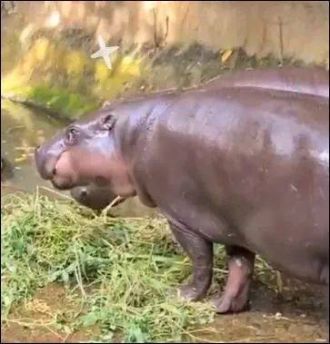 为了火,玩命了!新加坡小伙为拍短视频跳进犀牛圈里