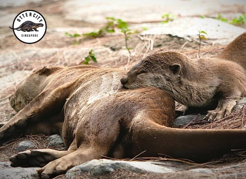 新加坡小水獭惨遭鱼钩卡喉咙,活活被饿死